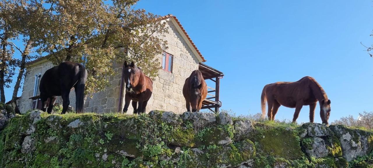 Quinta Da Adarnela Daire Lagares da Beira Dış mekan fotoğraf